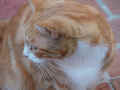 muffin_2.jpg (583066 bytes)