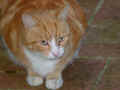 muffin_3.jpg (476779 bytes)