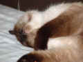 omar_sleeping.jpg (123479 bytes)