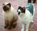 pip_and_omar_1.jpg (107725 bytes)