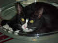 winnie as kitten.jpg (51442 bytes)