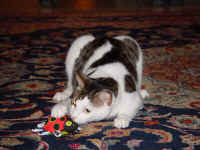 oliver_mouse_6.jpg (595931 bytes)