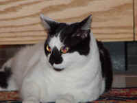 pip_1.jpg (508719 bytes)